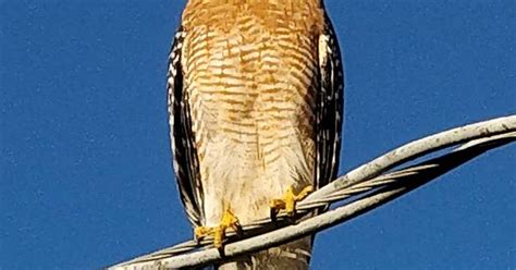 Our Neighborhood Is Riddled With Red Shouldered Hawks We Ve Started Calling Out Evening Walks