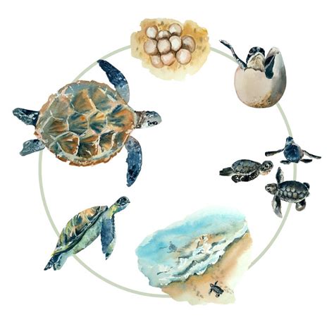Sea Turtle Life Cycle Watercolor Sea Turtle Life Cycle Turtle Life