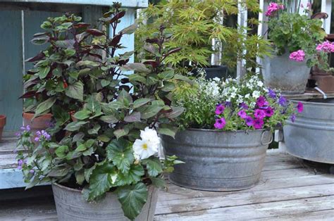 Growing increasingly in popularity, this style of bathtub is a more luxurious option. Galvanized Tubs and Buckets Container Garden - Flower ...