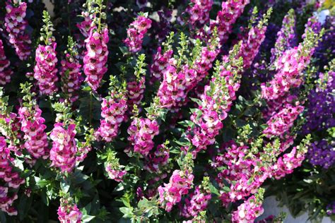 Angelonia Angeldance ‘fuchsia Bicolor New For 2023 Wilsons