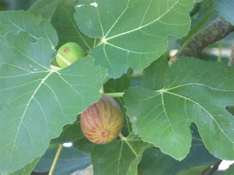 An Unripe Fig On A Tree Branch With Leaves