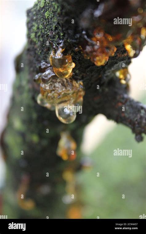 Organic Gummosis Cytospora Leucostoma Canker Living On A Cherry Tree
