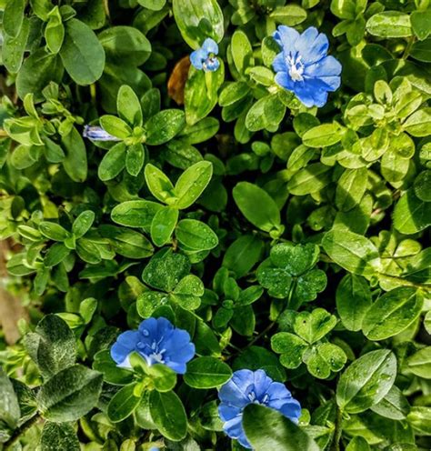 Top Blue Daze Flowering Plants Florida Dwarf Morning Glory Fl