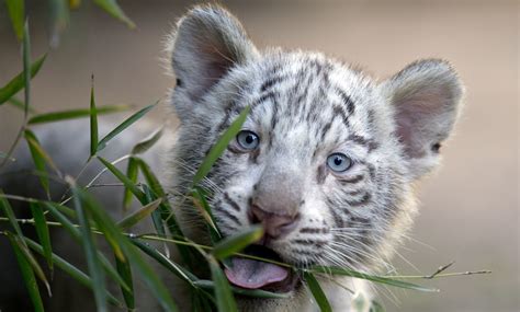 Argentine Zoo Shows Off White Tiger Triplets Aol News