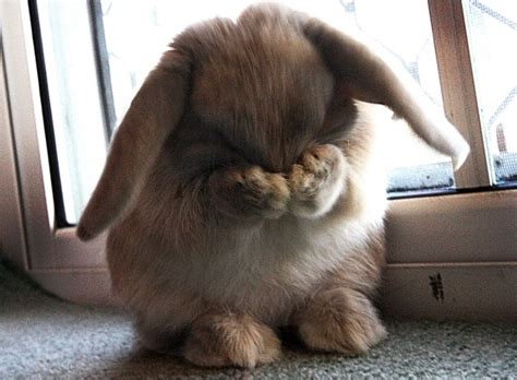 Adorable Photos of Shy Animals | erdilielsfavourites