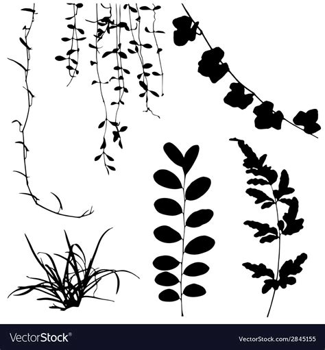 Silhouettes Leaf And Vine Plant Royalty Free Vector Image