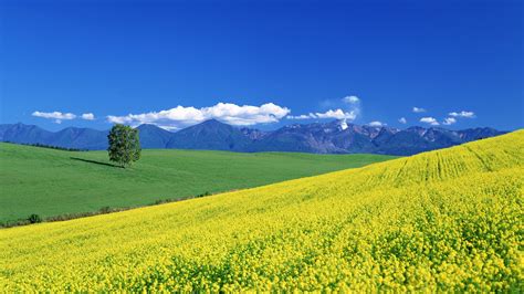 Yellow Flowers Field And Landscape View Of Mountains Under Blue Cloudy