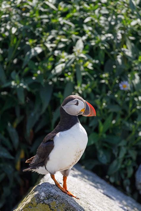 Where To See Puffins In Maine 5 Great Places 2024 New England With