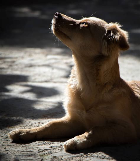 20 Schöne Bilder Von Hunden Conn3ctor Hunde Bilder Hunde Bilder