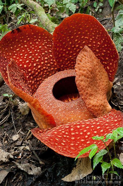Stock Photograph Of Rafflesia Arnoldii From West Sumatra Indonesia