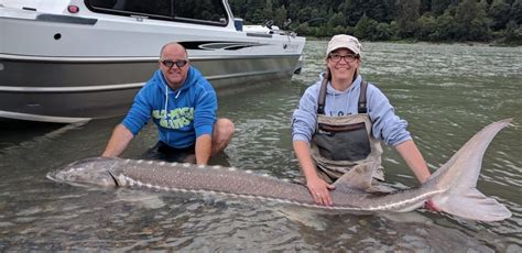 Fraser River Sturgeon Fishing Pictures Johnnys Sport Fishing