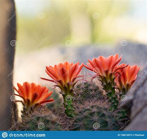 Not all arizona wildflowers bloom profusely every year. Orange Cacti Flowers Blooming In Spring Sunshine In AZ ...