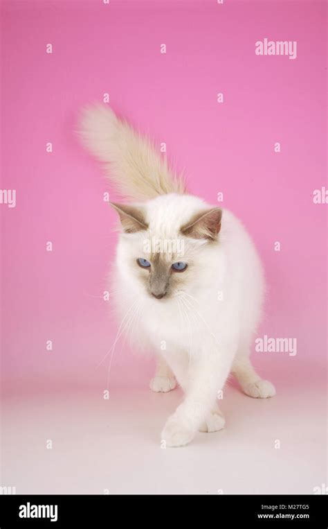 Lilac Point Birman Cat Stock Photo Alamy