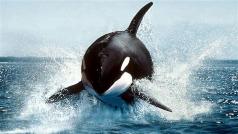 Worlds Largest Killer Whale And Hes Crazy Youtube