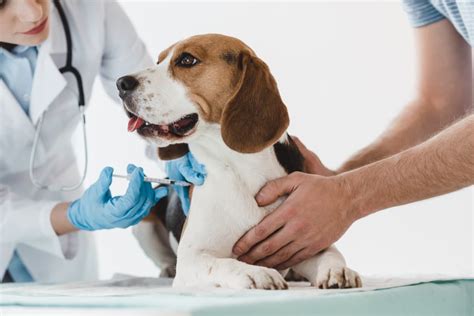 What Shots Do Puppies Need A Complete Puppy Vaccine Schedule