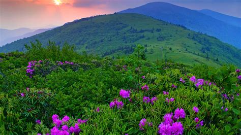 Landscape Flowers Mountain Purple Flowers Wallpapers Hd Desktop