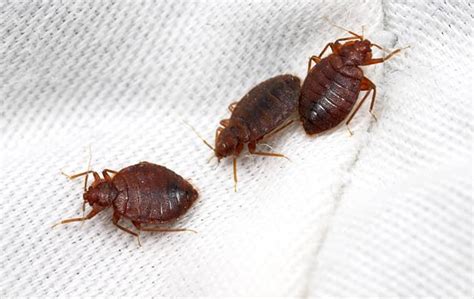 Why Do I Have Bed Bugs In My Denver Home