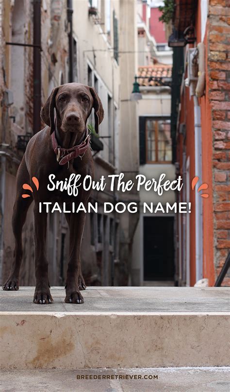 One Of These Italian Dog Names Is Perfect For Your Pup Italian Dogs