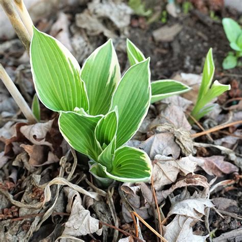 How To Grow And Care For Hostas Taste Of Home
