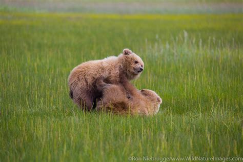 Grizzly Bear Cubs Ron Niebrugge Photography