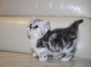 Munchkin cats & kittens in uk. Short Legged Munchkin Kittens For Sale - Simpang - free ...