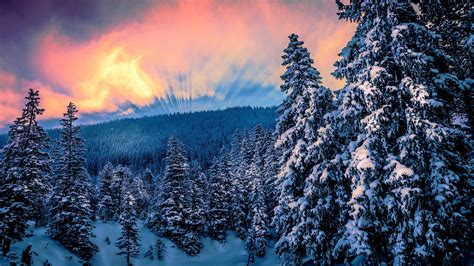 Tapety 1920x1080 Pikseli Las Natura śnieg Zachód Słońca Drzewa