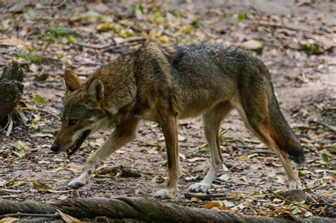 Free Lifetime Hunting License For Bagging A Coyote In Sc Field And Stream