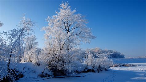 Blue And White Trees Painting Nature Trees Snow Winter Hd Wallpaper