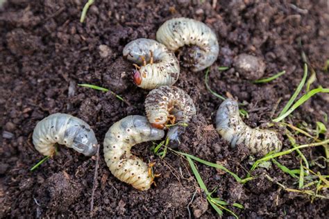 Grubs 101 What Are They And How To Get Rid Of Them Ivy Terra