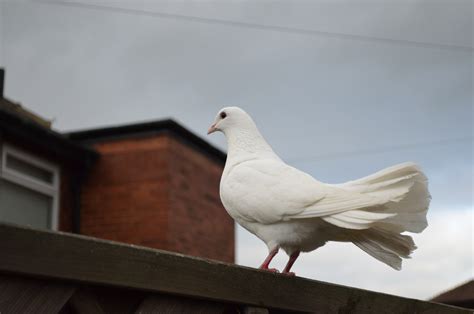 Posing White Dove Free Stock Photo Public Domain Pictures