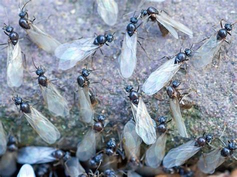 Giant Swarm Of Flying Ants Spotted From Space Over Uk The Tribune India