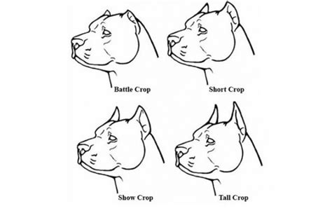 Doberman Ear Cropping Styles And Aftercare Tips Petaddon