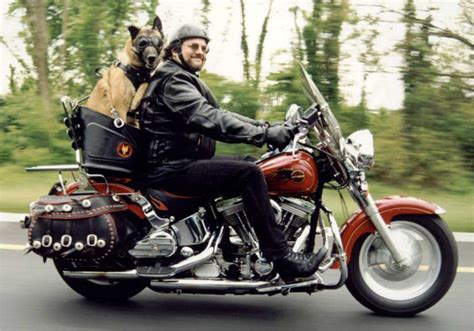 There aren't a great number of options in the motorcycle (my first initial move is a side car. Motorcycle Sidecar for Dogs: Carriers & Accessories