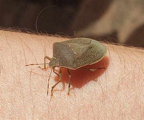 This Is The Brown Marmorated Stink Bug Right Do They Usually Bite