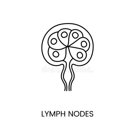Vector Icon Lymph Nodes Stock Illustrations 335 Vector Icon Lymph