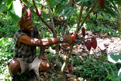 Sustainable Cocoa Sector In Ghana