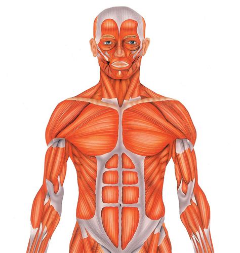 Músculos Del Cuerpo Humano Doctissimo Musculos Del Cuerpo Músculos