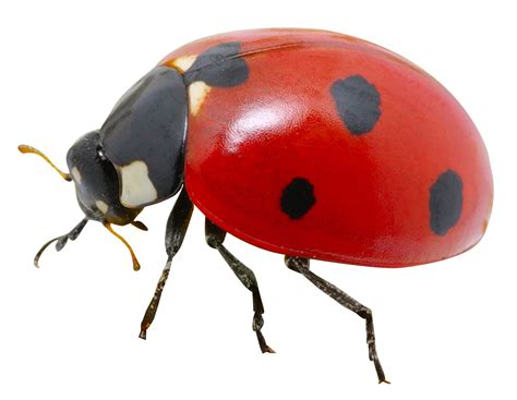 Ladybird Png Transparent Images Png All