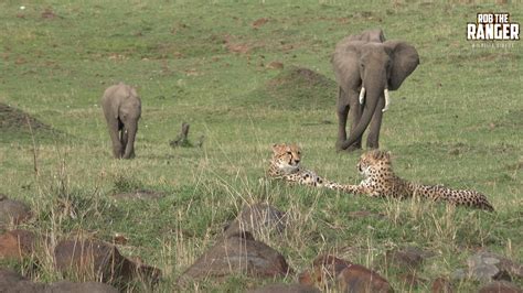 Cheetah Sisters With Elephants Epic Kenya Introduced By The Kindred