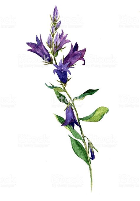Pin By Svetico Mak On Herbarium Watercolor Flowers Blue Bell Flowers