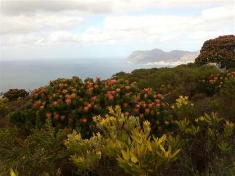 Fish Hoek Mountain 2020 All You Need To Know Before You Go With