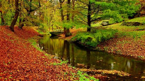 Free Download Hd Wallpaper Autumn Landscape River Forest Fallen