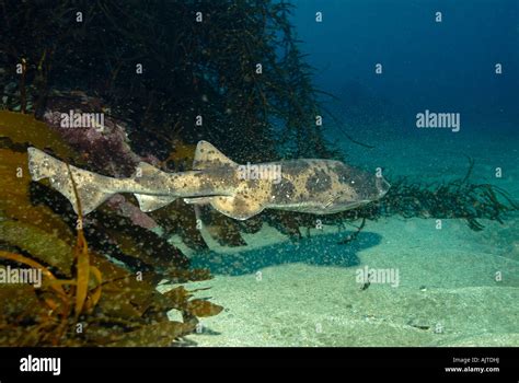 Draughtboard Sharks Hi Res Stock Photography And Images Alamy