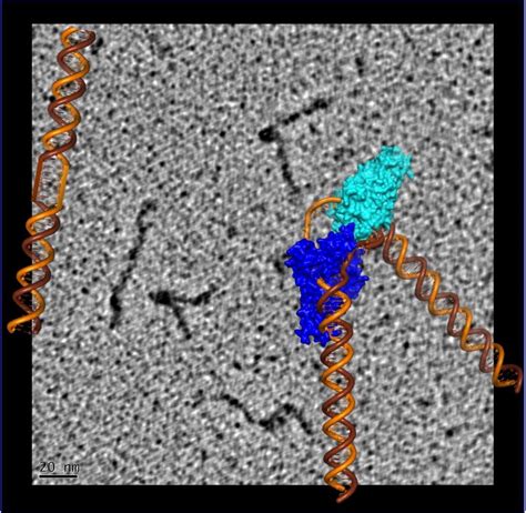 Enigmatic Protein Sculpts Dna To Repair Damage Biosciences Area
