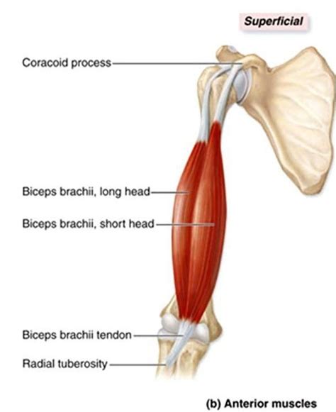 Biceps Brachii Origin Long Head Supraglenoid Tubercle Short Head