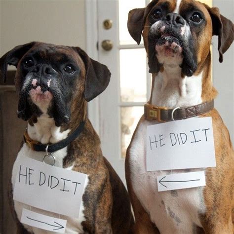 12 Things You Do That Are Unintentionally Breaking Your Boxer Dogs Heart