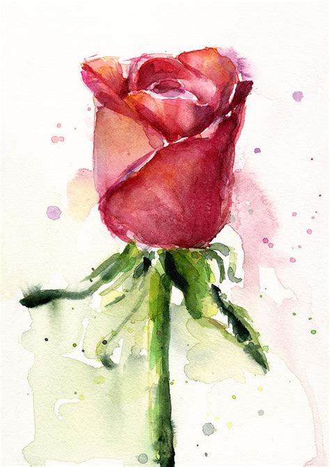 Rose Watercolor Painting By Olga Shvartsur Pixels