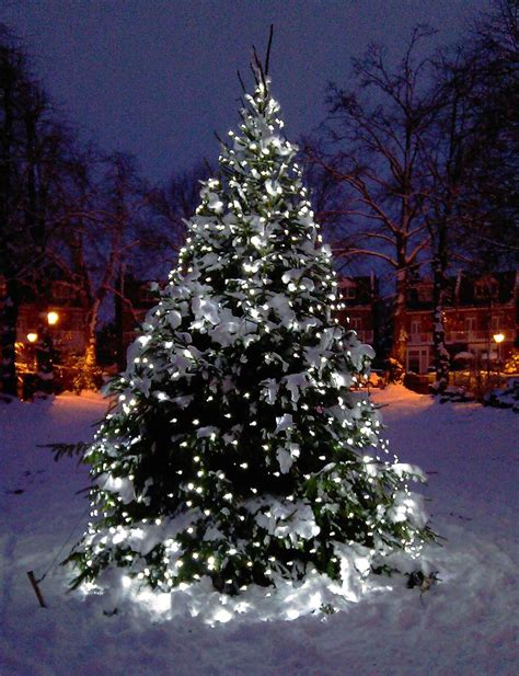 Choose 1.5 c7 bulbs or larger 2.5 c9 bulbs for your roofline or walkway. Led outdoor tree lights - Will Give A Remarkable Look To ...