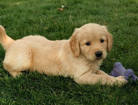 Maybe you would like to learn more about one of these? Golden Retriever Puppies For Sale | Seattle, WA #241251