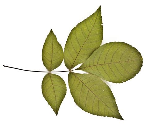 How To Identify Deciduous Trees By Their Leaf